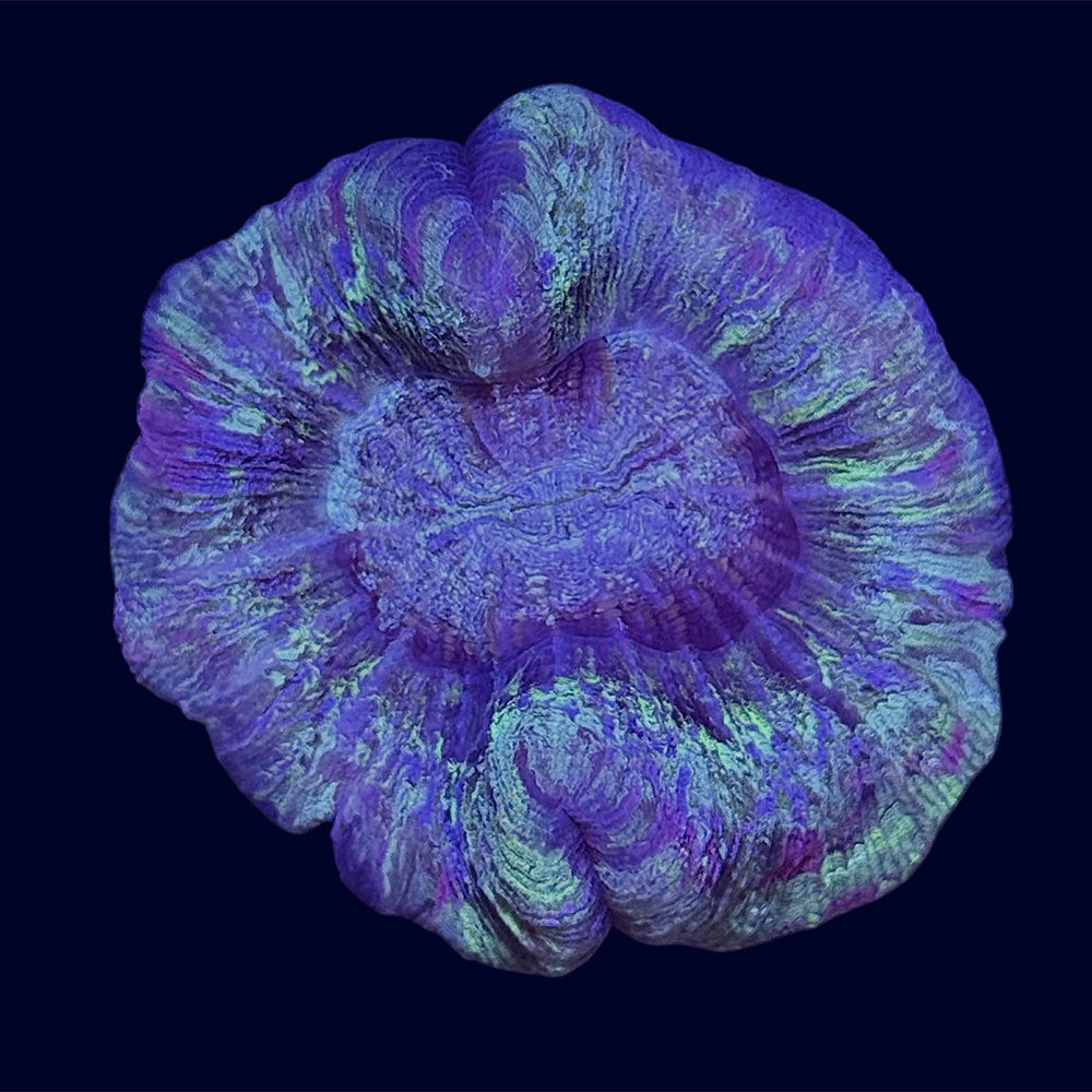 Multicolour Trachy - B16