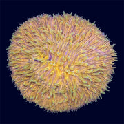 Neon Plate Coral - B16