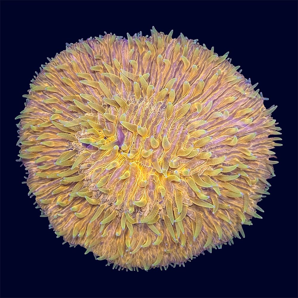 Neon Plate Coral - B16