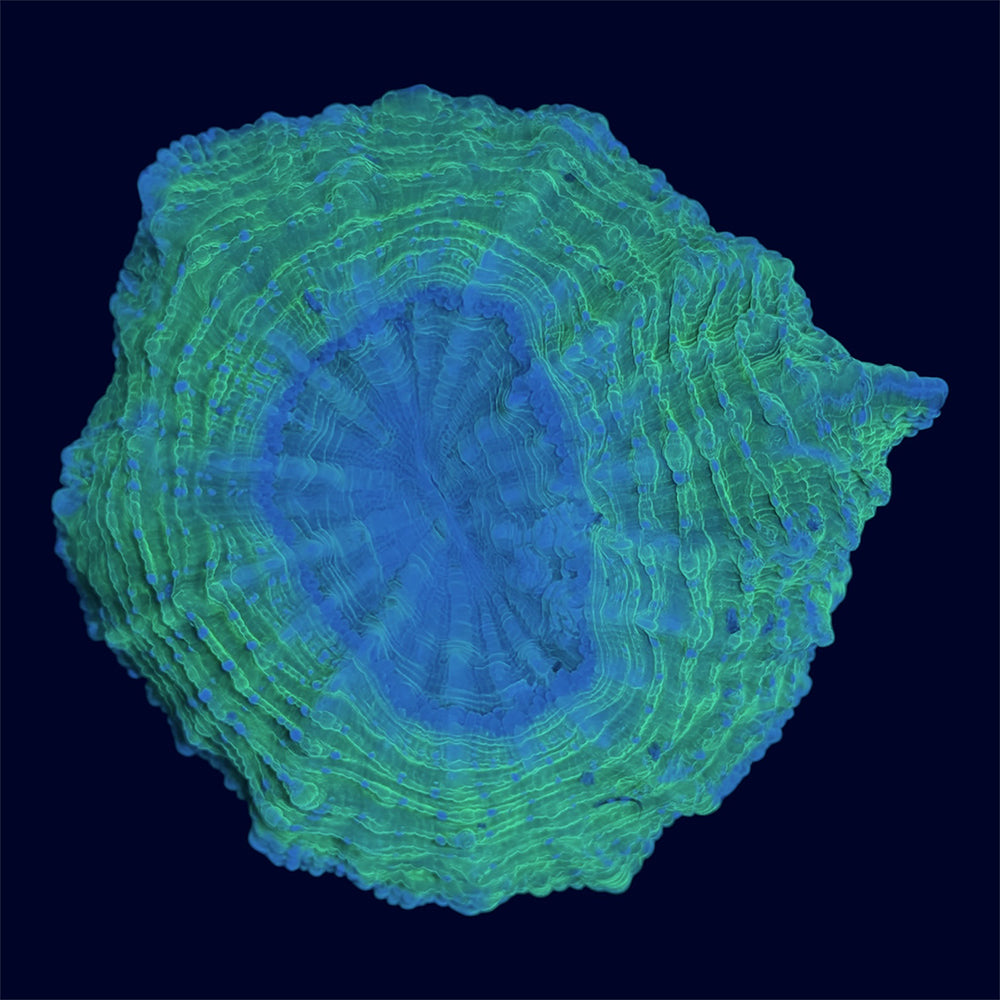 Green Donut Coral - B16