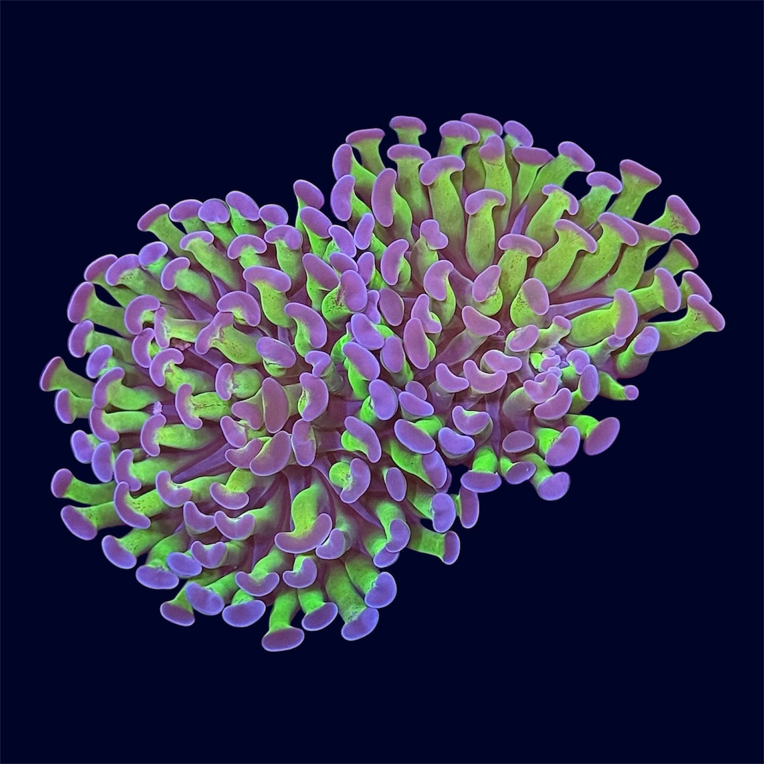 Purple Tip Hammer Frag - B16
