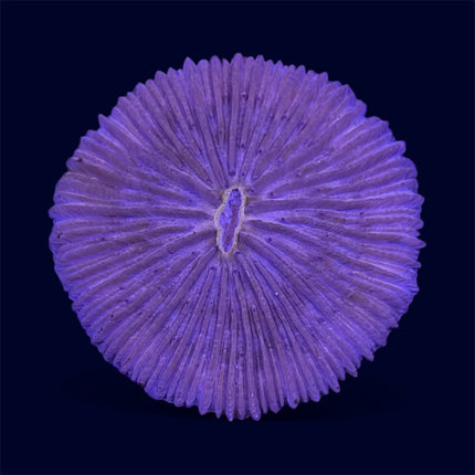 Red Plate Coral - B17