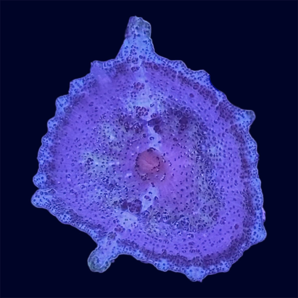 Blue/Purple Neglectus Mushroom - B17