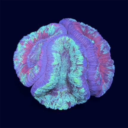 Triple Multicolour Trachy - B18