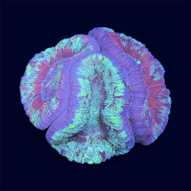 Triple Multicolour Trachy - B18