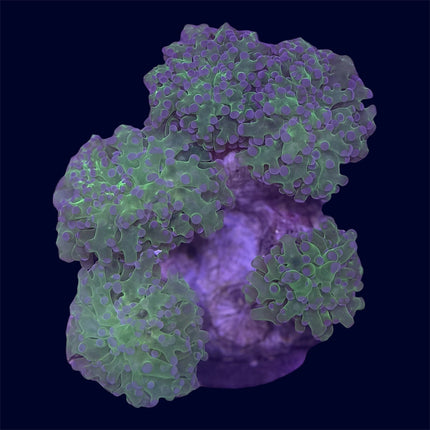 Green Frogspawn Rock - B18