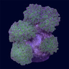 Green Frogspawn Rock - B18