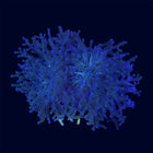 Green Frogspawn - B19