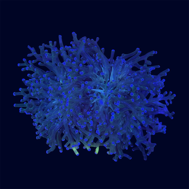 Green Frogspawn - B19