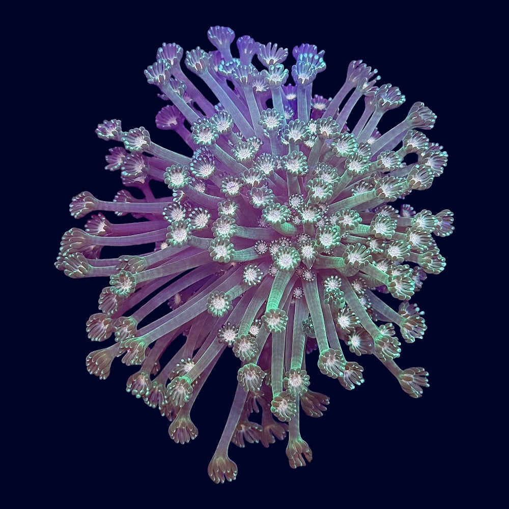 Alveopora Mini Colony - B19