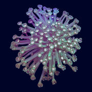 Alveopora Mini Colony - B19