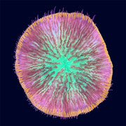 Plate Coral - B1