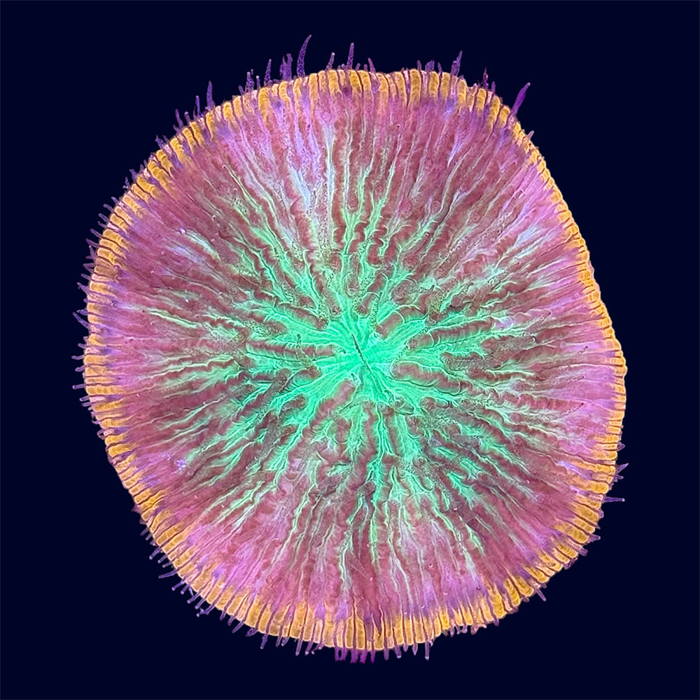 Plate Coral - B1
