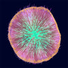 Plate Coral - B1