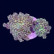 Orange Octospawn Frag - B1
