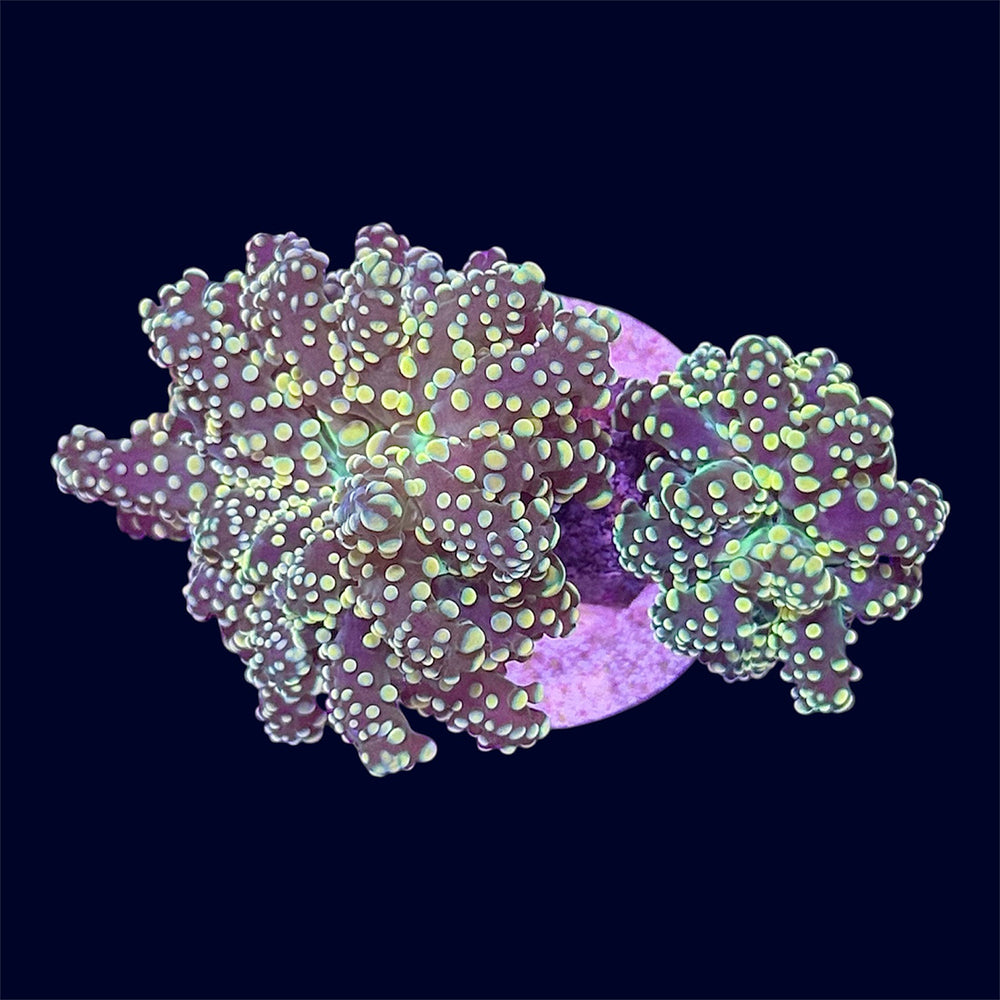 Orange Octospawn Frag - B1