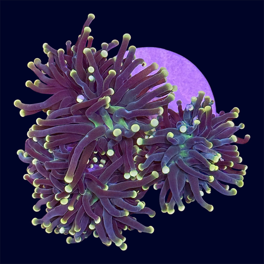 Yellow Tip Torch - B2