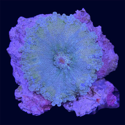 Green Yuma Ricordea Mushroom - B20