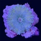 Green Yuma Ricordea Mushroom - B20