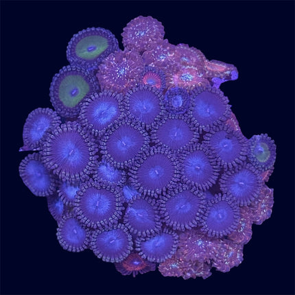 Zoa Combo Frag - B20