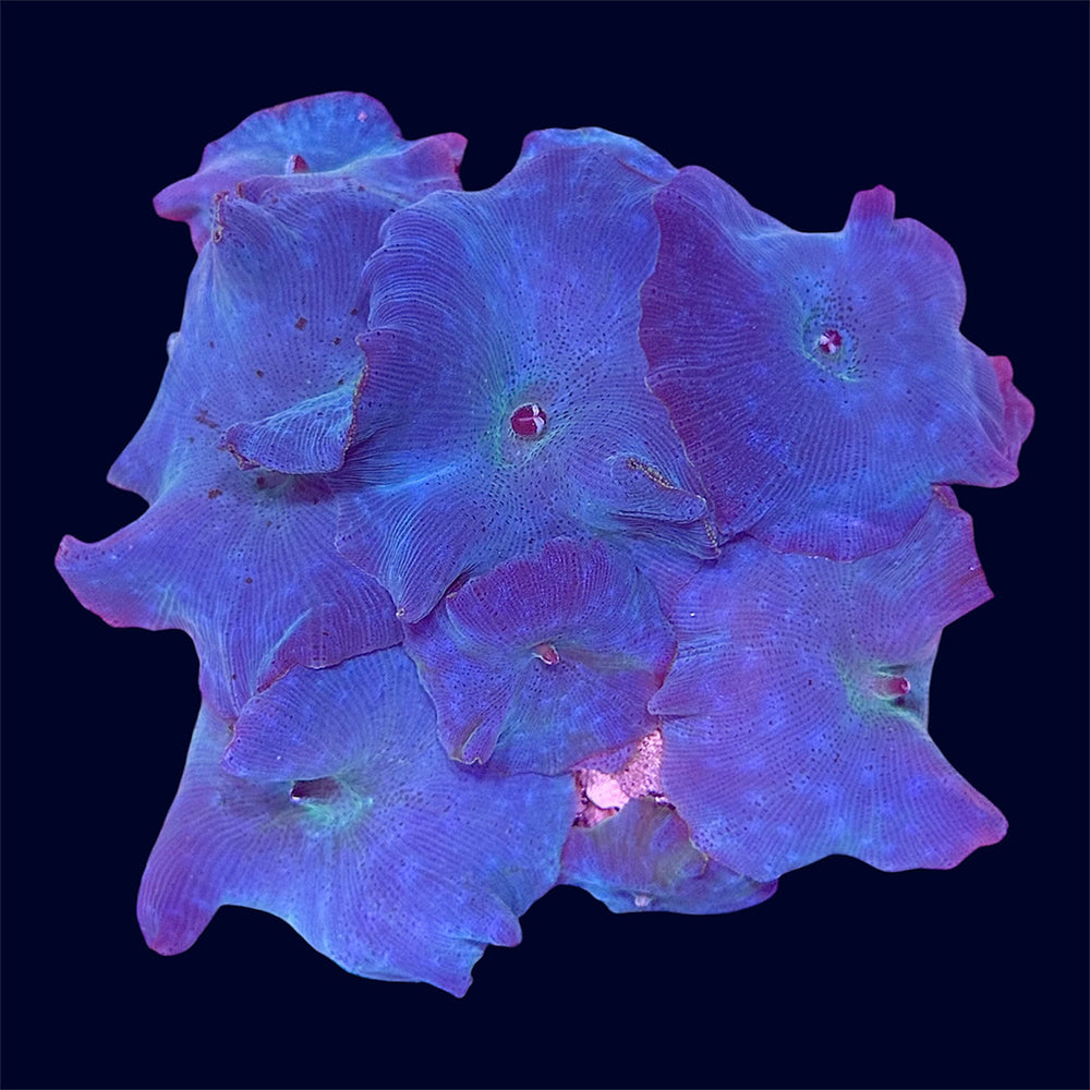 Blue Discosoma Rock - B20