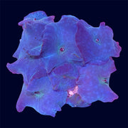 Blue Discosoma Rock - B20
