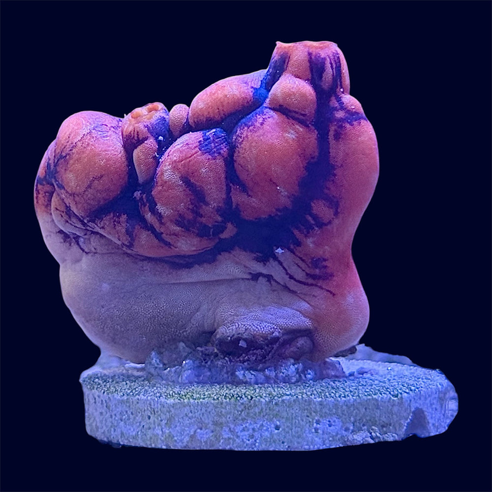 Ink Spot Tunicate - B20 *EXPERT