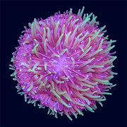 Plate Coral - B20