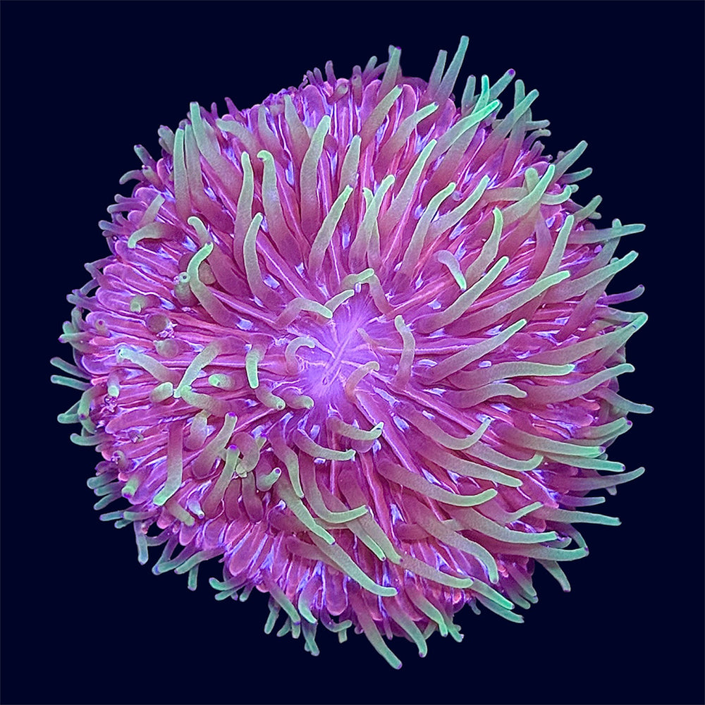 Plate Coral - B20