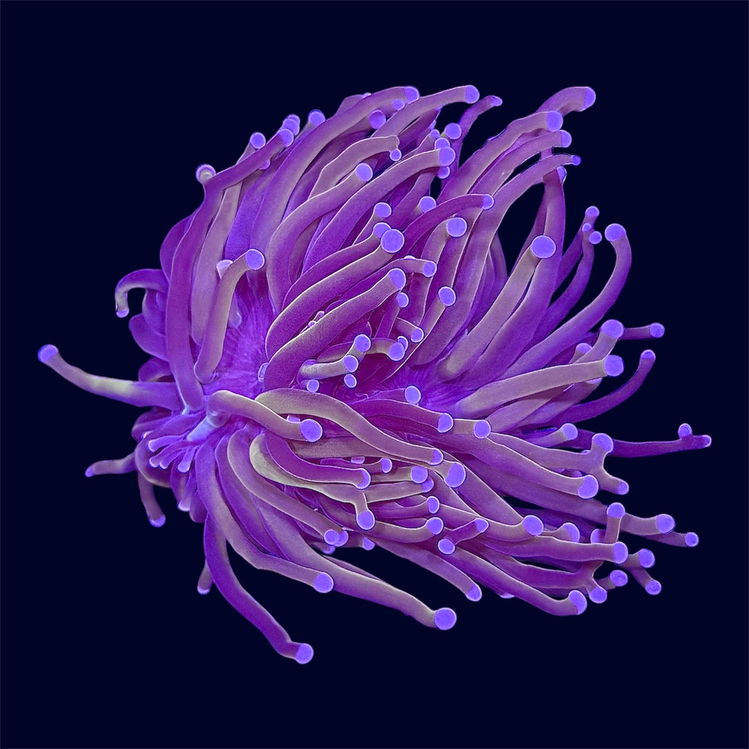 Indo Gold Torch - B21