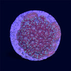 Red Micromussa Amakunensis - B22