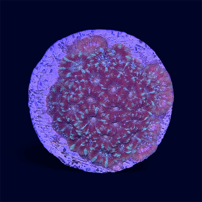 Red Micromussa Amakunensis - B22