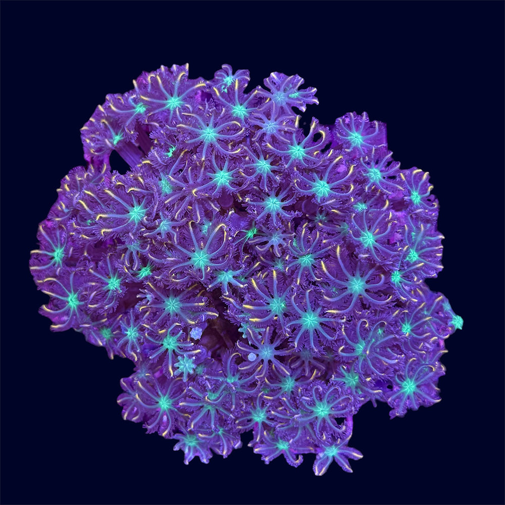 Neon Clove Polyps - B22