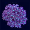Neon Clove Polyps - B22