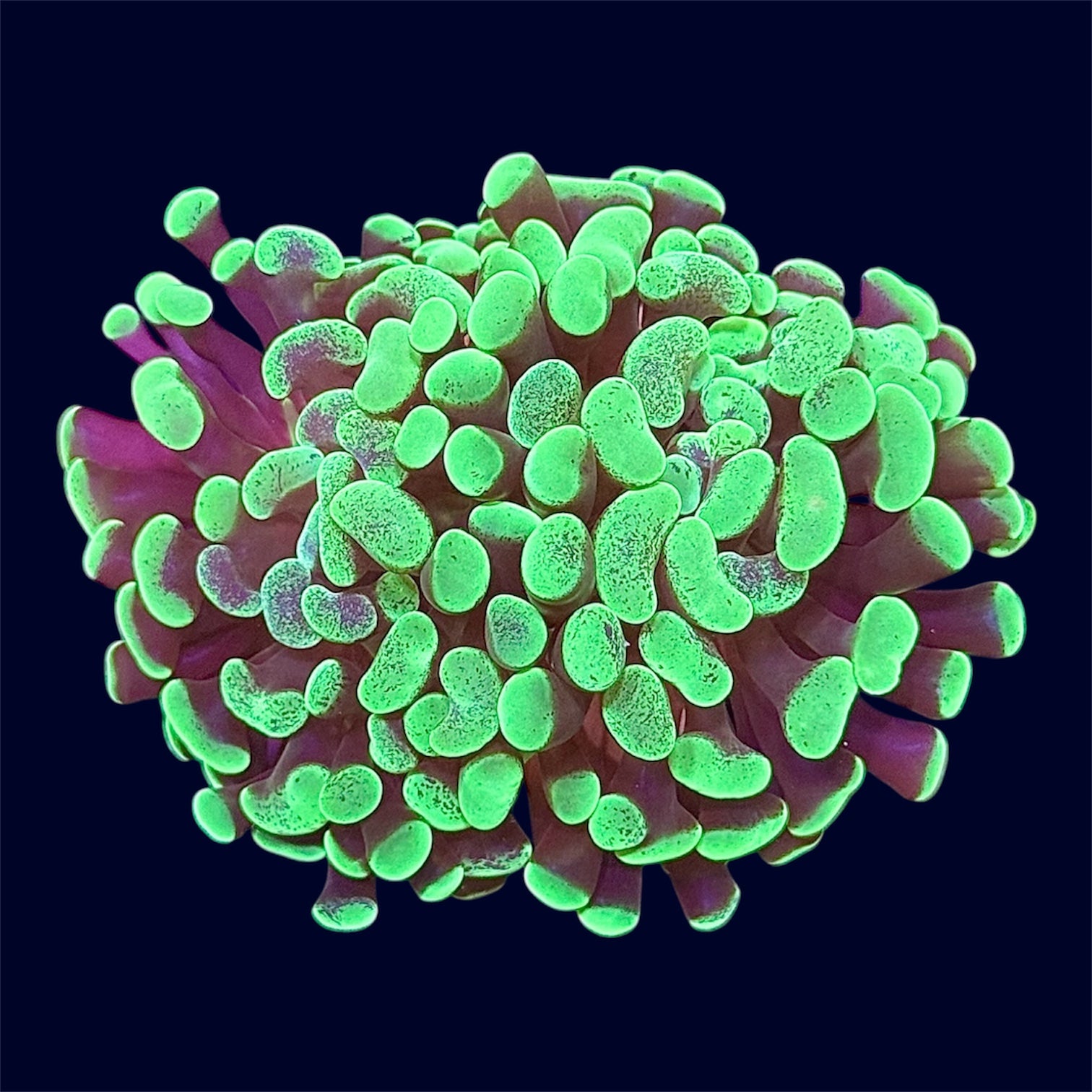 Toxic Green Hammer Frag - B22
