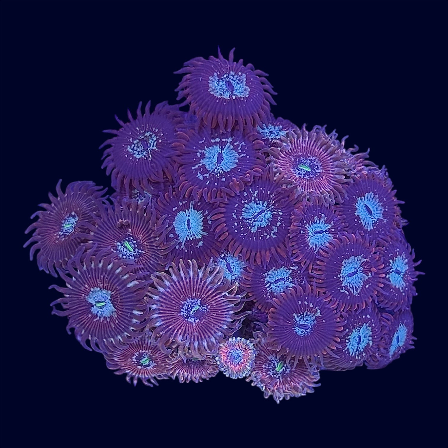 Zoa Combo Frag - B23