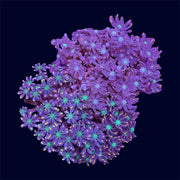 Neon Clove Polyps - B23