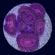 Red Speckle Zoa - B24