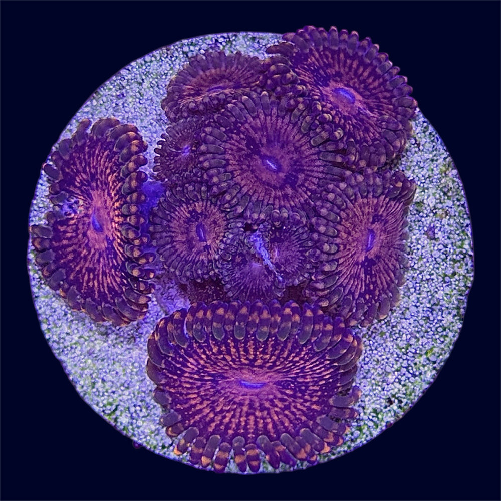 Red Speckle Zoa - B24