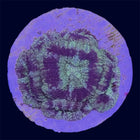 Micromussa Lord Frag - A Grade - B25