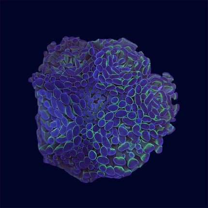 Purple/Green Hammer Frag Rocks - B25