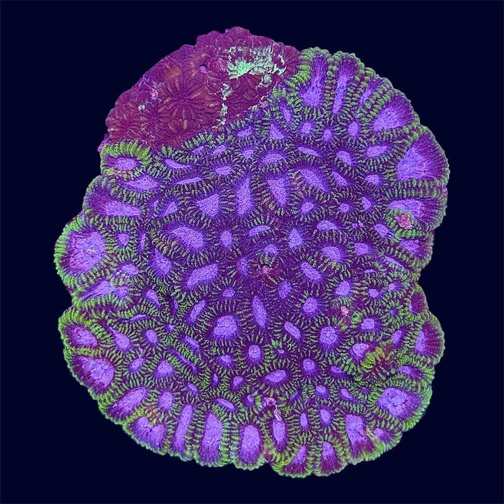 Favia Colony - B25