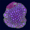 Favia Colony - B25