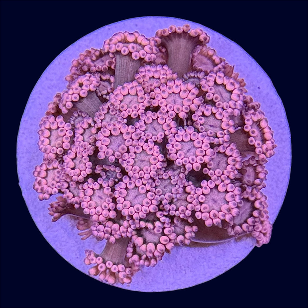 Coloured Goni Frag - B26