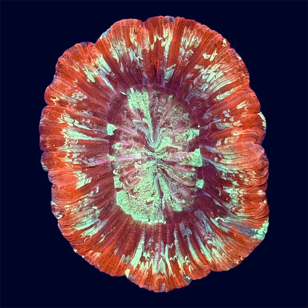 Multicolour Trachy - B26
