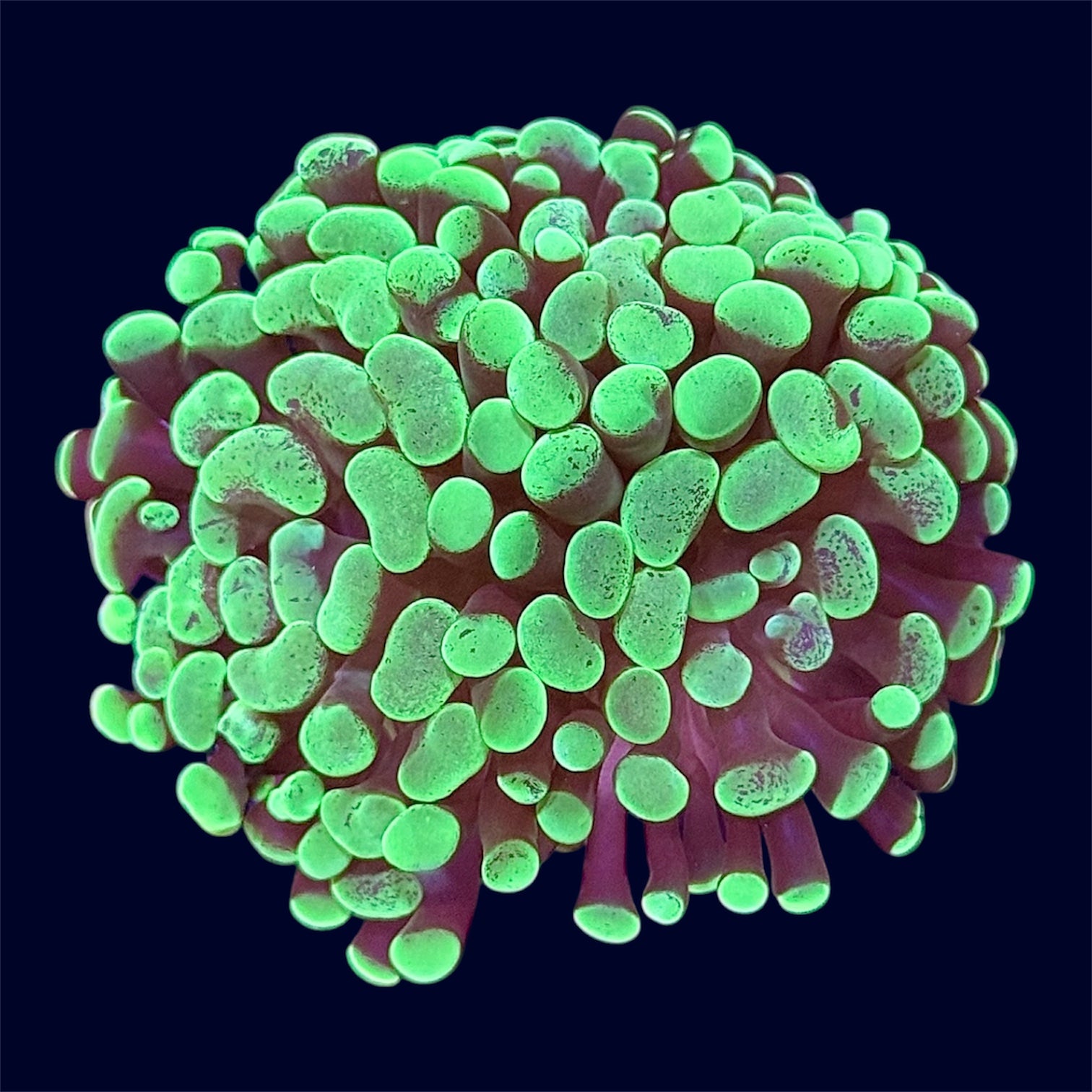Toxic Green Hammer Frag - B27