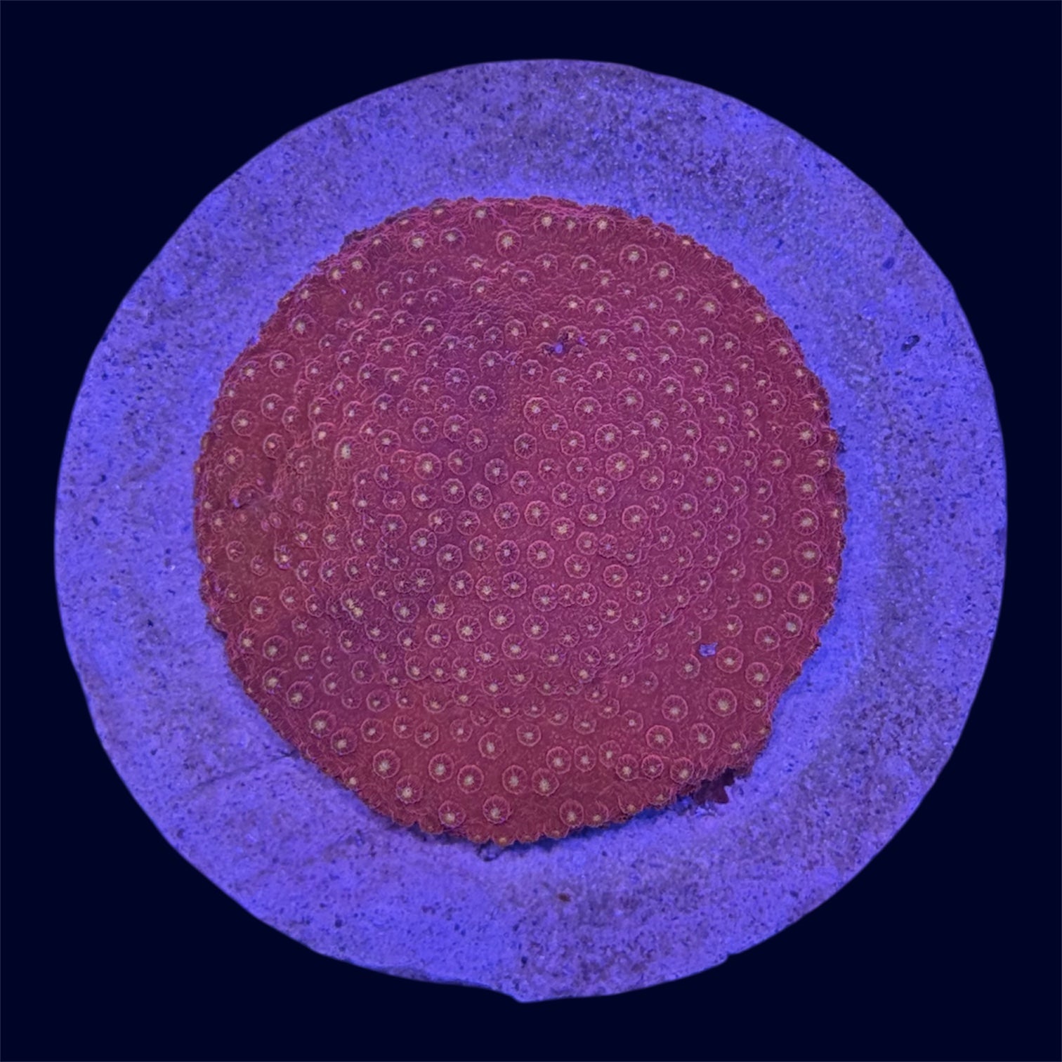 Red Cyphastrea - B27