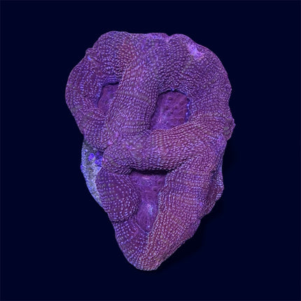 Red Bowerbanki - B27