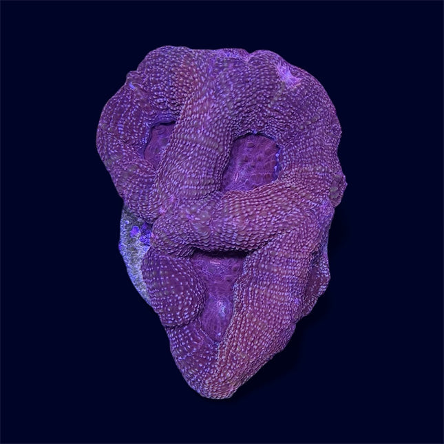 Red Bowerbanki - B27