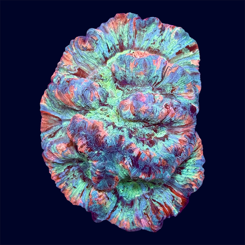 Multicolour Trachy - B27